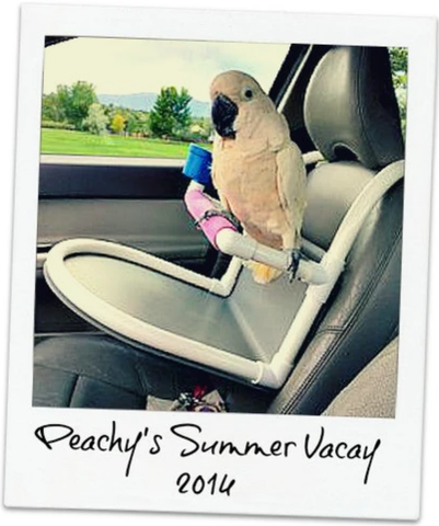 Peachy on vacation