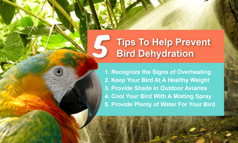 5 Tips to Help Prevent Bird Dehydration