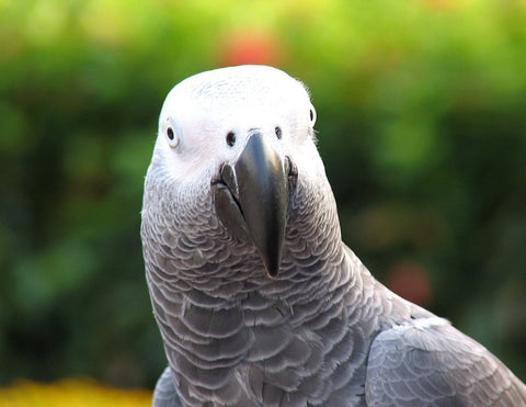 African Grey Parrot intelligence