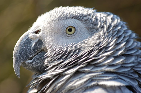 This bird knows how to care for feathers