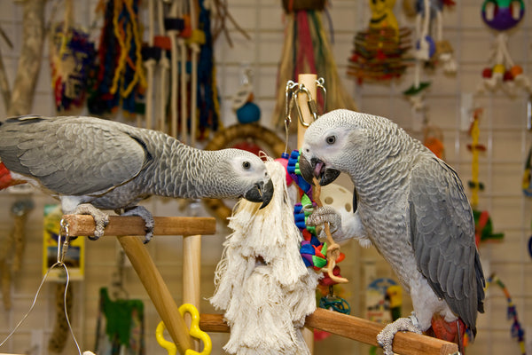 African Grey Bird Toys 114