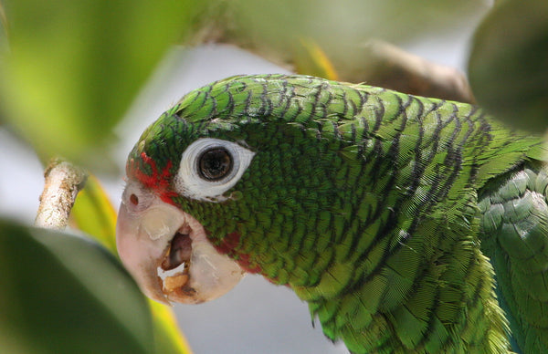 Four Parrot Behaviors That Might Baffle New Owners – Pet Birds by