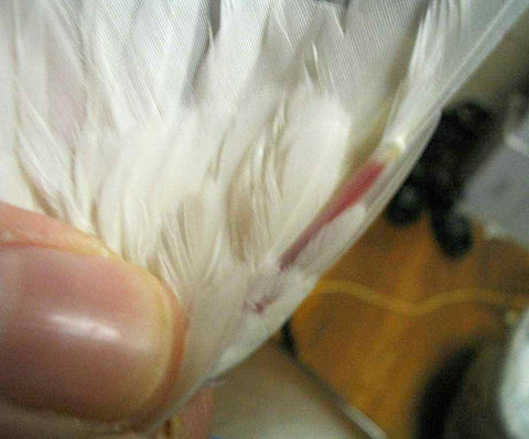 Blood Feather