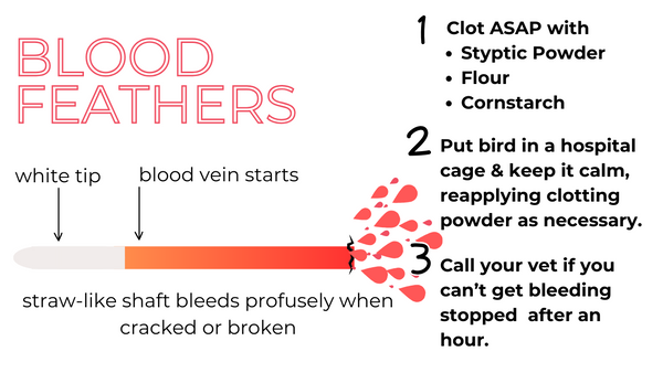 blood feather tips