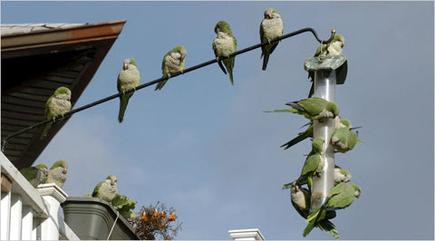 Quaker Parrots