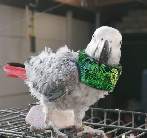 feather plucking african grey parrot