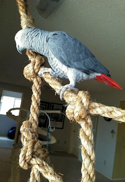 The Pros and Cons of Rope Style Bird Perches