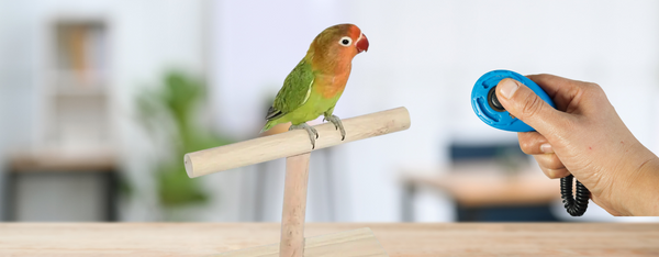 clicker training for birds