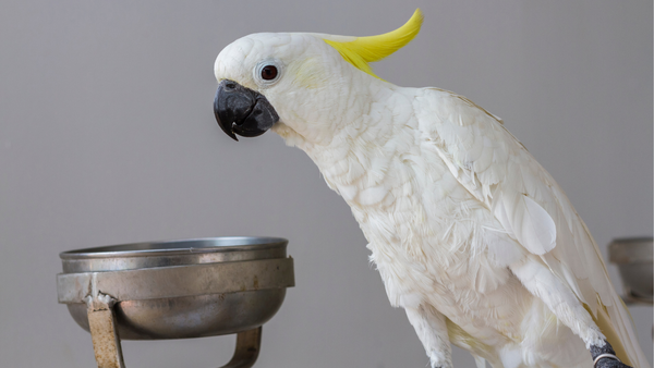 cockatoo diet