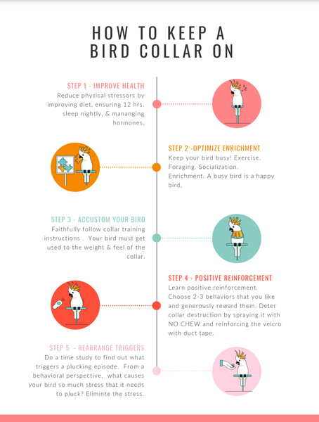 End plucking infographic by BirdSupplies.com