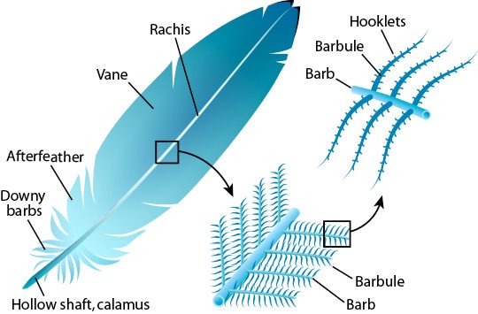 The structure of a feather