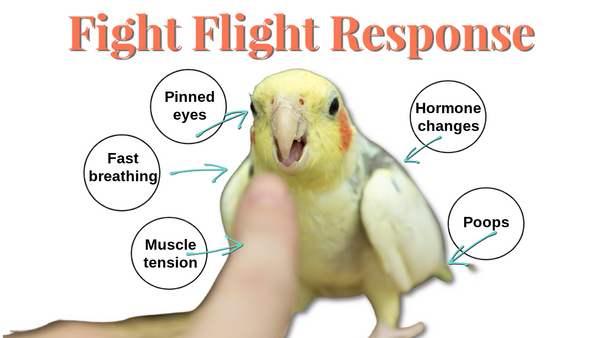 Fight Flight response in birds