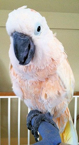 Showering Removes Cockatoo Dust