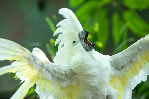 bird calming supplement for anxious bird