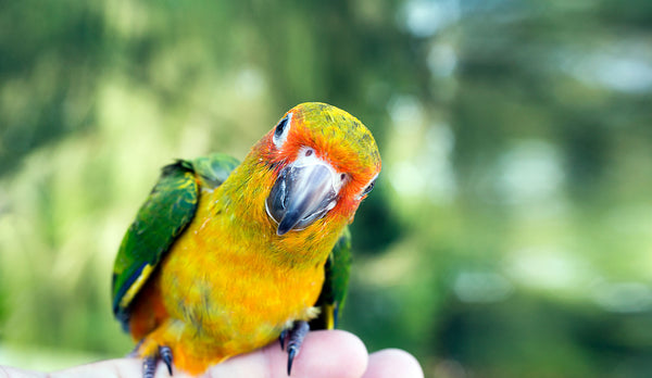 Sunshine and feather plucking birds