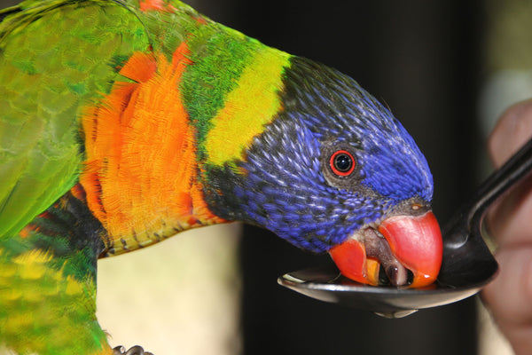 parrot eating from a spoon