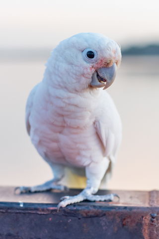 Goffin Cockatoo Parrot