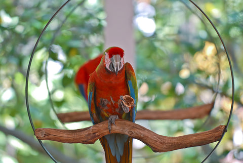 Green wing macaw on a ring stand