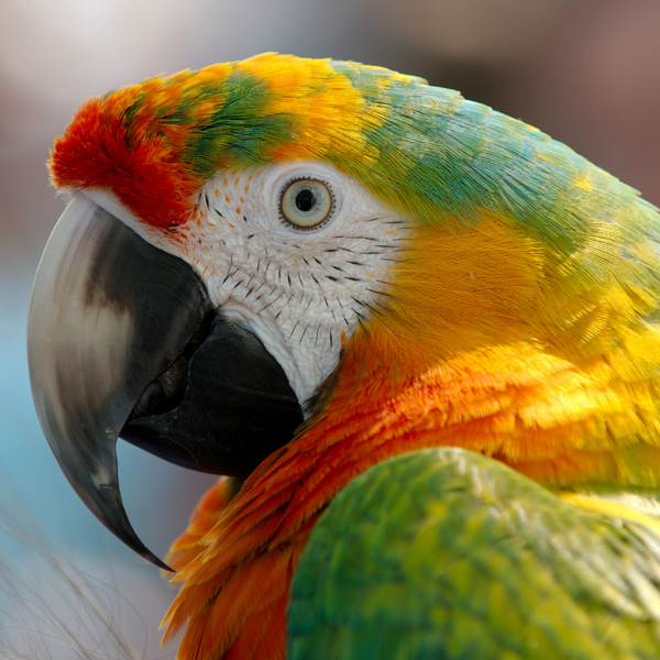 the benefits of sunshine for pet birds