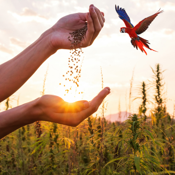 Hemp seeds for birds