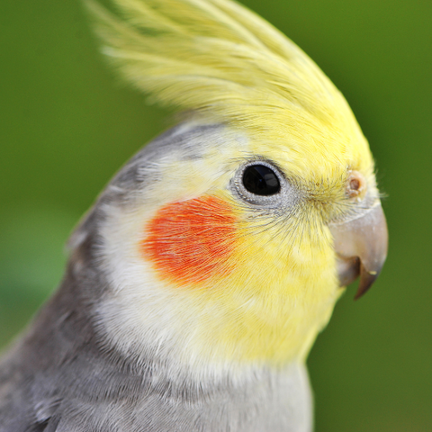 Cockatiel Dust