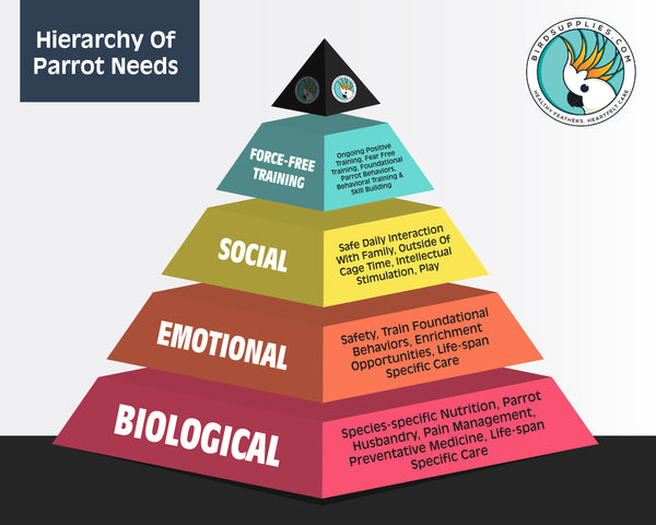 Hierarchy of Parrot Needs