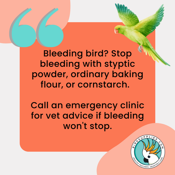 3 Treatment Tips For A Bleeding Bird That Could Save Its Life