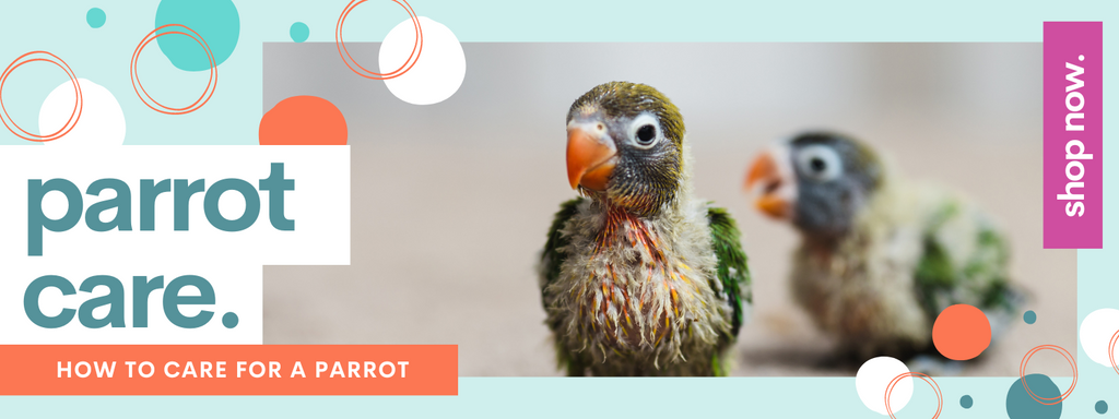 How To Care For A Parrot for A Forever Feathered Friend