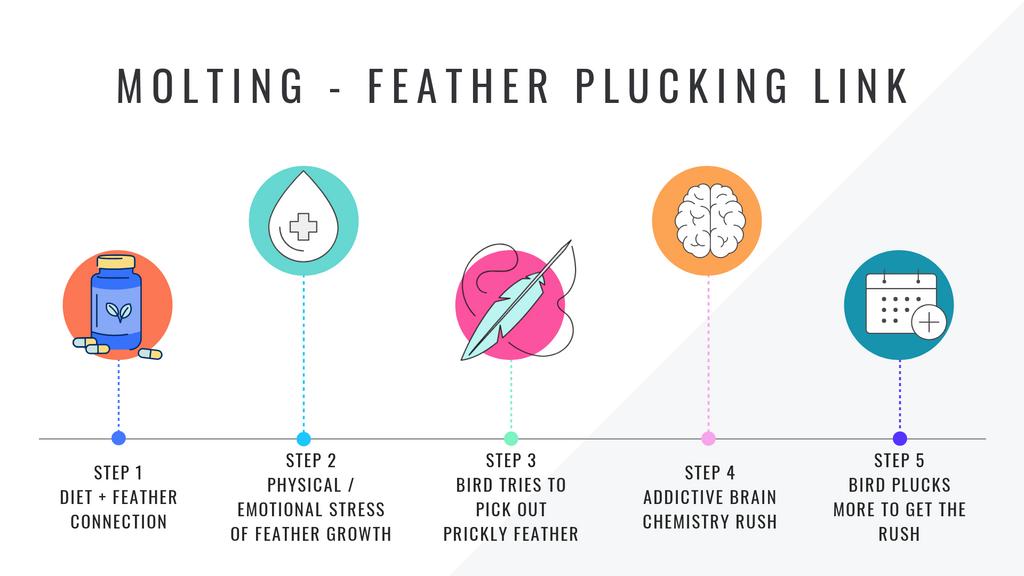 The Molting Plucking Connection