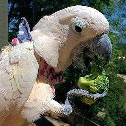 Scale Training Parrots Can Save Their Lives