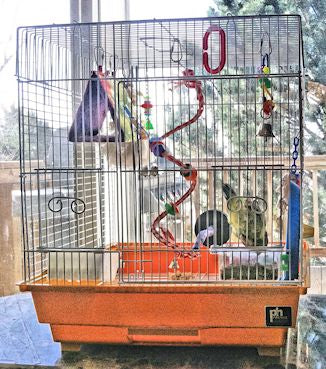 Parrotlet with Iodine Deficiency