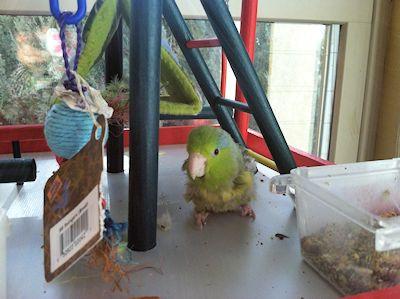 Mika on Parakeet Park Playground Bird Stand