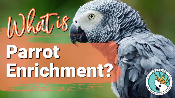 What is Parrot Enrichment