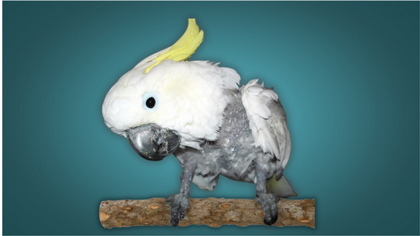 plucked cockatoo