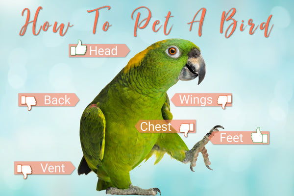 How To Pet A Parrot