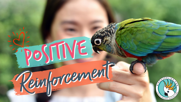 bird training using positive reinforcment