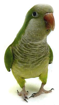 Quaker Parrot