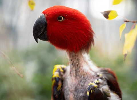 Eclectus with feather discoloration