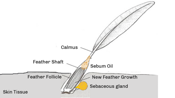 Sebum Glands around feather follicles