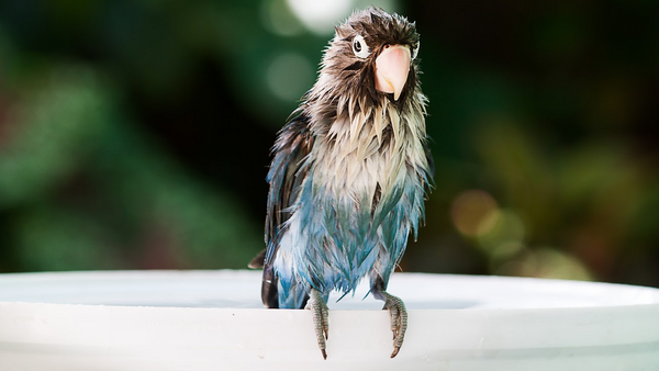 Bathing your bird