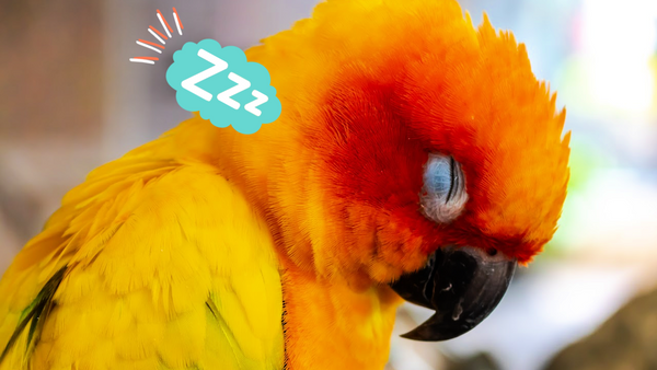 how much sleep do birds need?