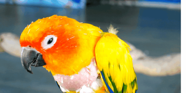 parrot care