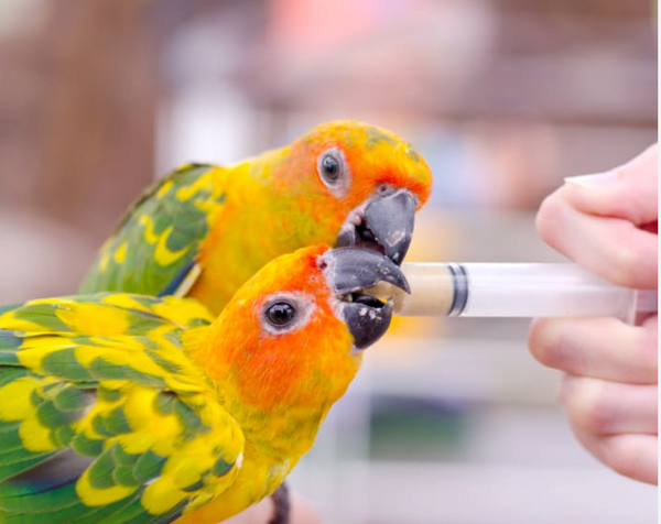 syringe feed birds