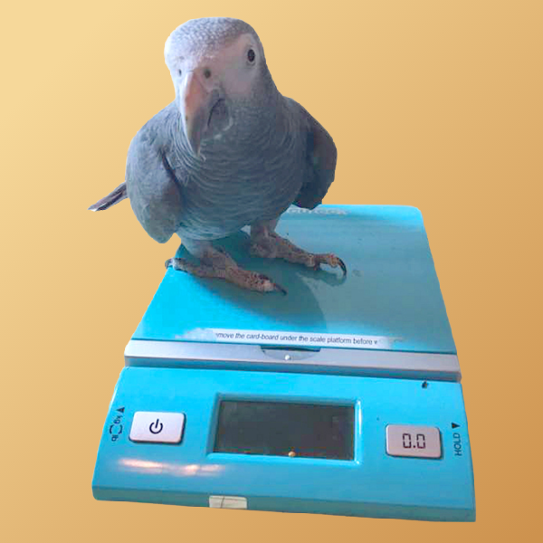 using a bird scale