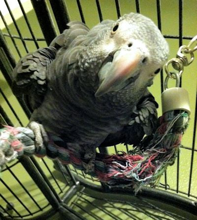 Timneh African grey