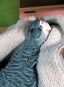 toweling a bird for grooming