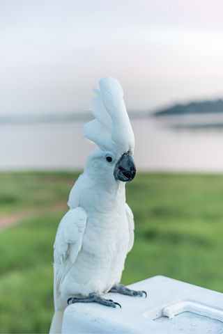 Umbrella Cockatoo Parrot