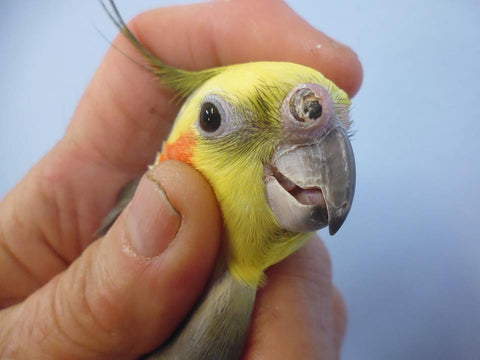 vitamin A deficiency in a cockatiel