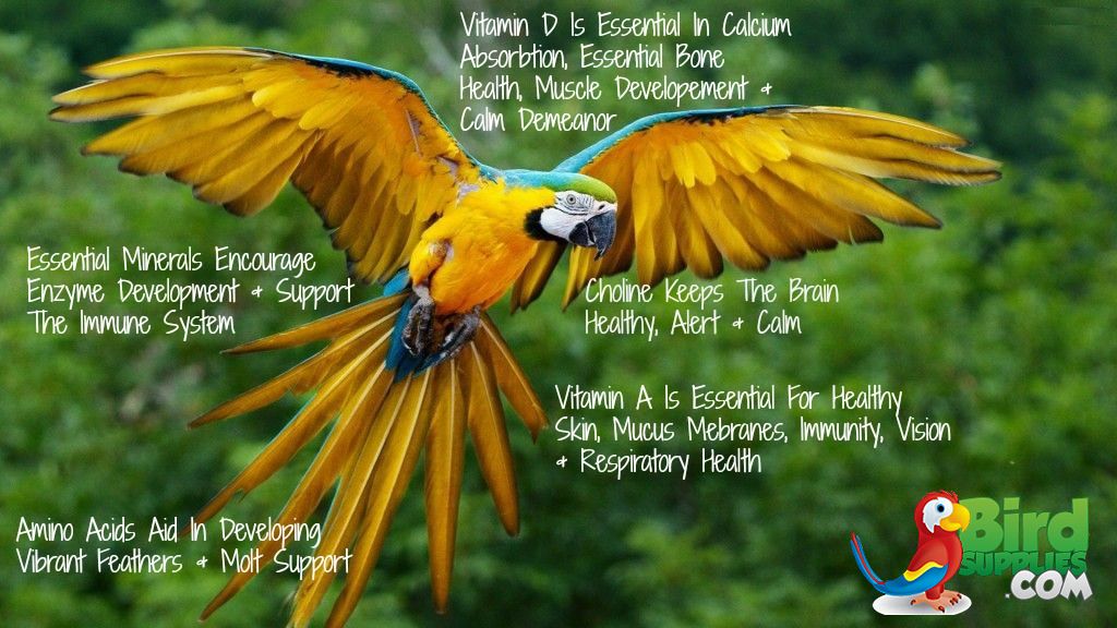 Healthy Bird Treats