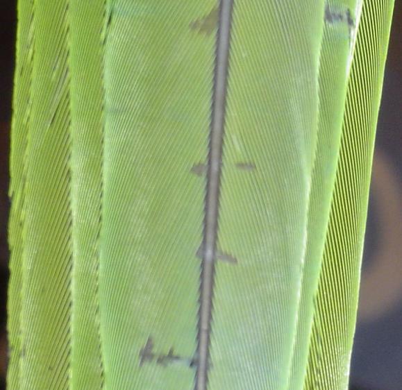 Stress Bars on Feathers